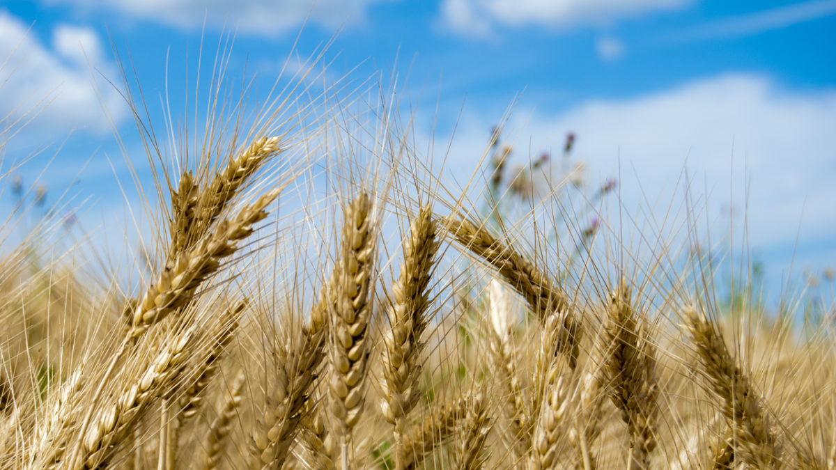 Wheat and Weeds: Matthew 13.24-30; 36-43